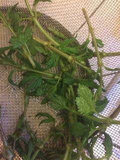 picked baby hop shoots