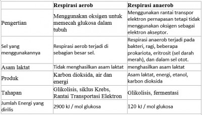Tael perbedaan respirasi aerob dan anaerob