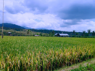 Rural Rice Field Scenery At Banjar Kuwum Ringdikit Village, North Bali
