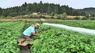 Start Your Own Spinach Farming Business