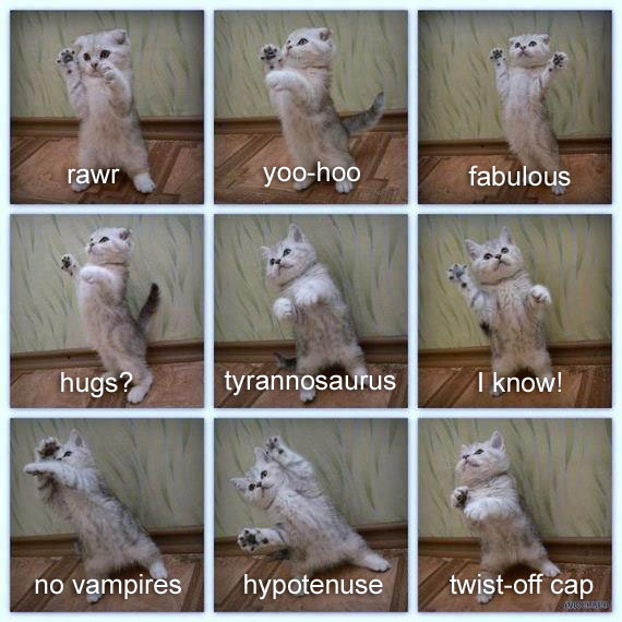 Miss Cellania Cat Sign Language