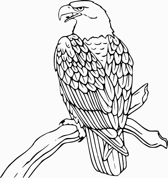 Coloring Pages Of Eagles - Best Coloring Pages Collections
