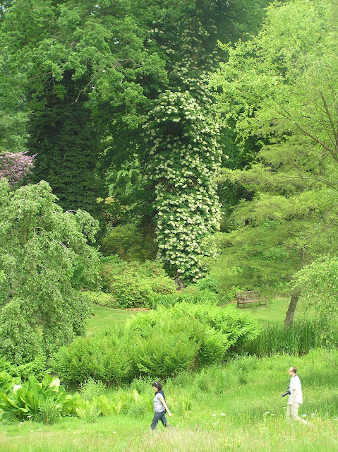 The Savill Garden wielka hortensja pnąca na drzewie
