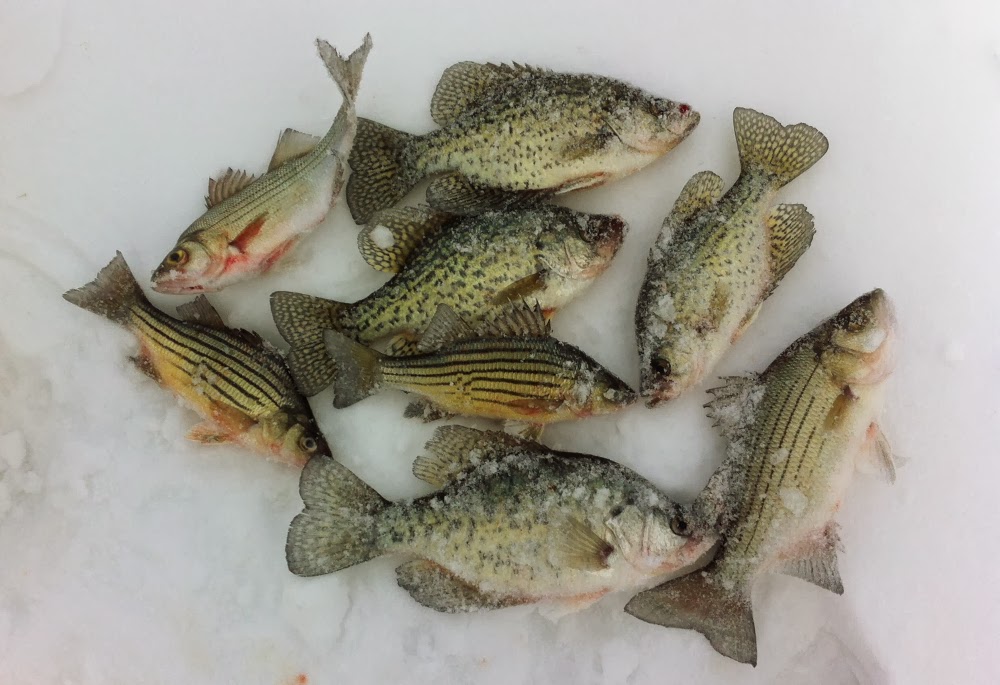 Illinois Wisconsin Fishing fox chain of lakes ice fishing report