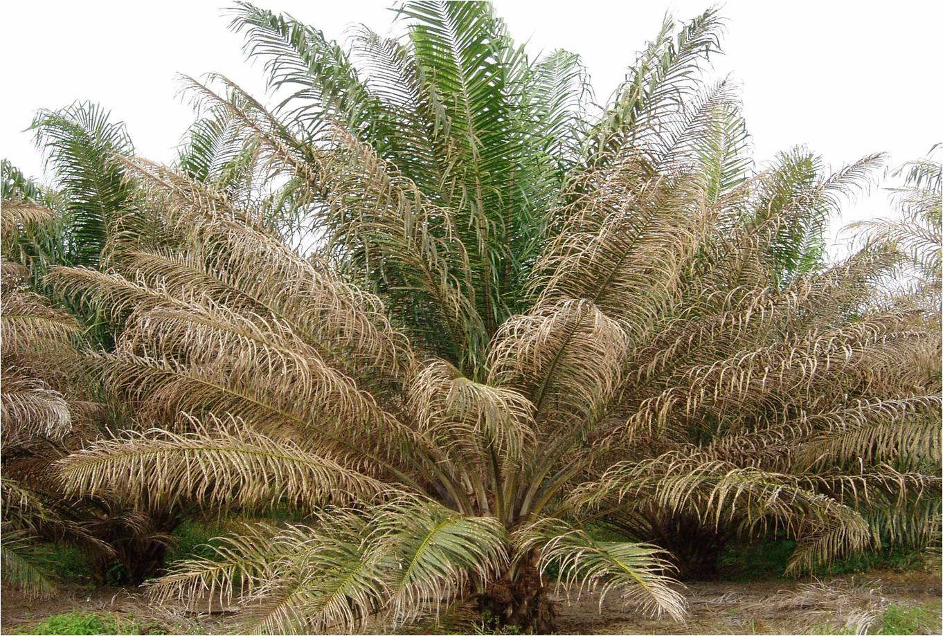 В какой природной зоне растет пальма. Пальма рафия Королевская. Масличная Пальма. Масличная Пальма природная зона. Маслиничная Пальма Калимантан.