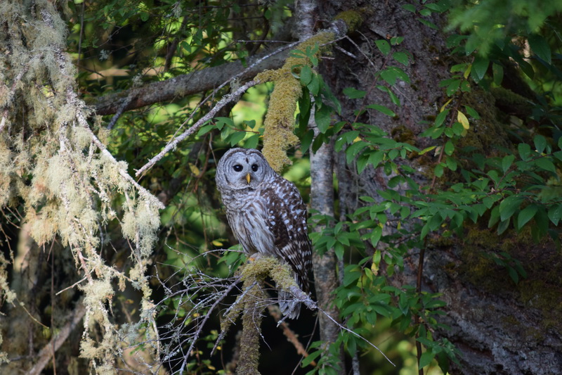 Twin Firs Adventures Owls and Geese