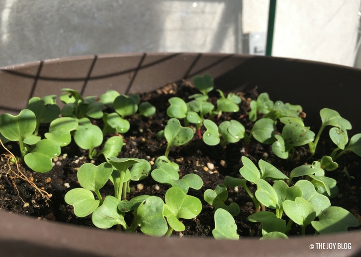 Radish Sprouts | Mini Greenhouse Updates - So Many Sprouts // WWW.THEJOYBLOG.NET