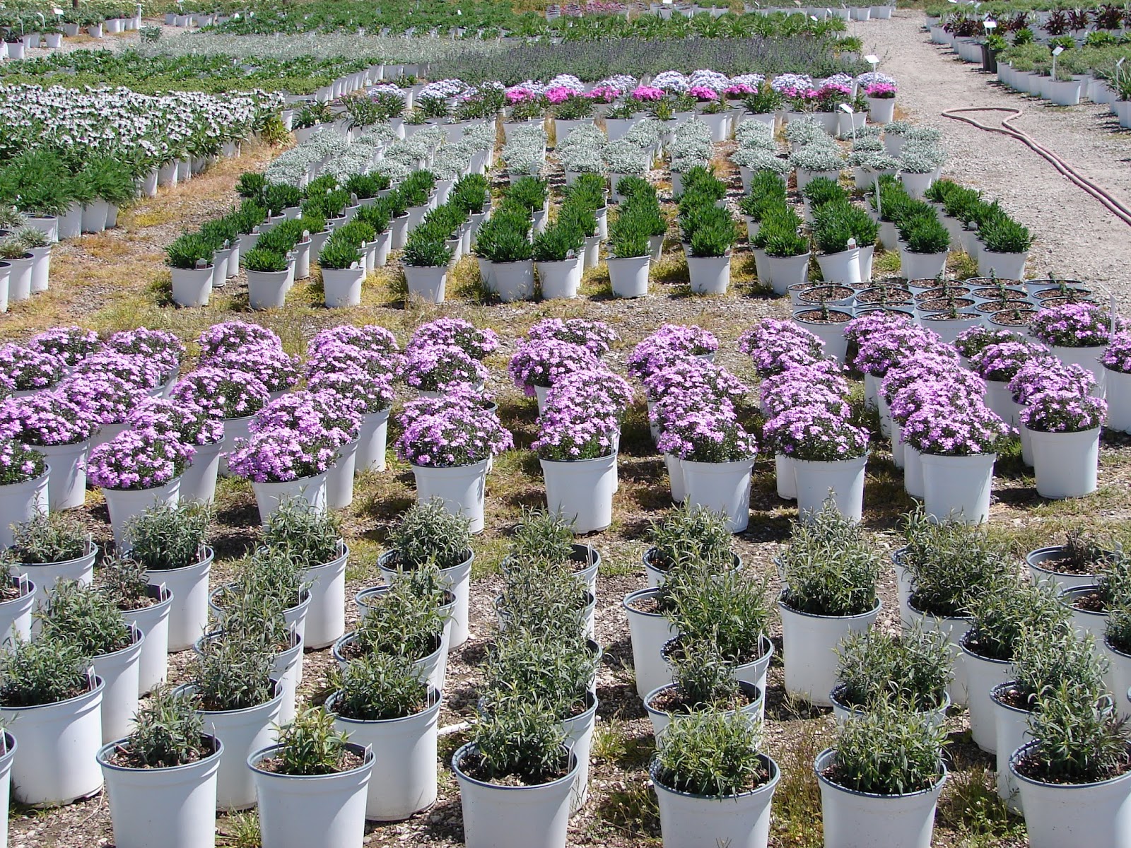 New Utah Gardener Where Can I Buy Waterwise and Xeric Plants In Utah