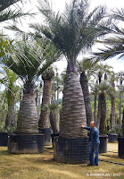 Palmeras Jubaea chilensis en los viveros de Barnaplant