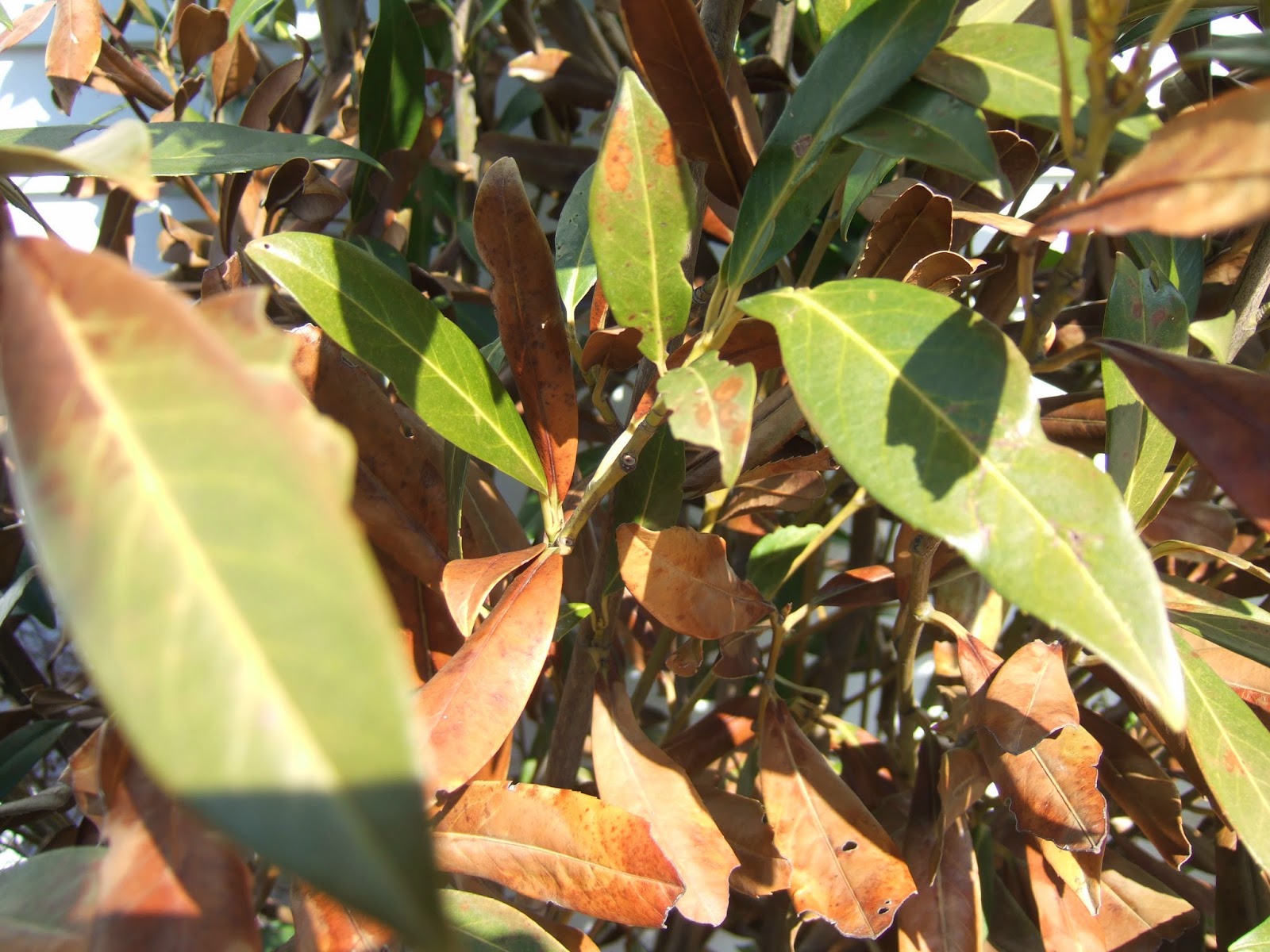 Helping Gardeners Grow Winter Windburn 2014