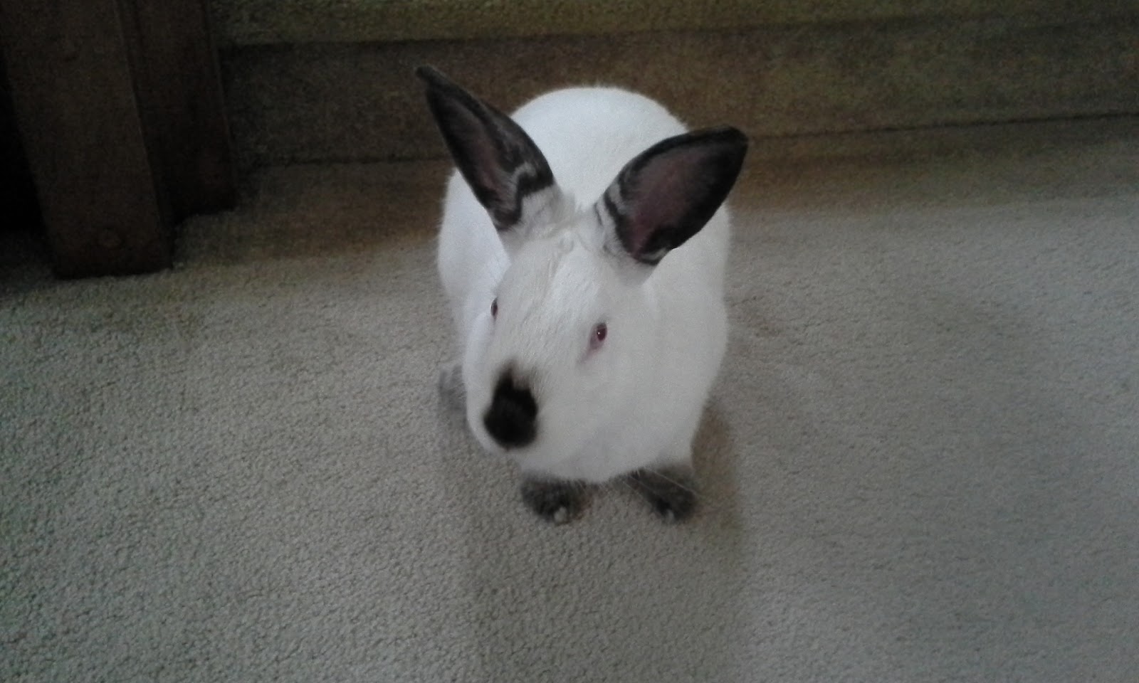 House Rabbit Life Daily Life of a California House Rabbit Parker's