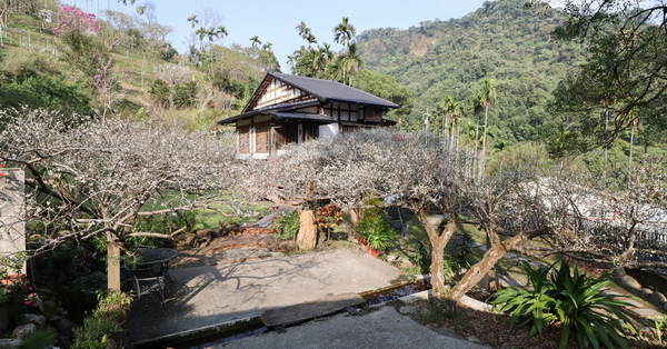 新社風林谷賞梅花炮仗花還有日式小木屋,老樟樹下休息好愜意 新社風林谷賞梅花炮仗花還有日式小木屋,老樟樹下休息好愜意