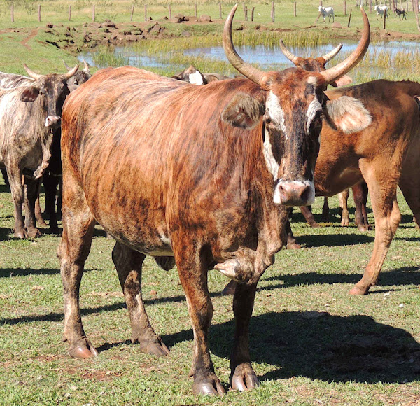 pantaneiro cattle, about pantaneiro cattle, pantaneiro cattle breed, pantaneiro cattle breed info, pantaneiro cattle breed facts, pantaneiro cattle behavior, pantaneiro cattle care, caring pantaneiro cattle, pantaneiro cattle color, pantaneiro cattle coat color, pantaneiro cattle characteristics, pantaneiro cattle facts, pantaneiro cattle history, pantaneiro cattle info, pantaneiro cattle images, pantaneiro cattle milk, pantaneiro cattle meat, pantaneiro cattle origin, pantaneiro cattle photos, pantaneiro cattle pictures, pantaneiro cattle personalities, pantaneiro cattle rarity, raising pantaneiro cattle, pantaneiro cattle rearing, pantaneiro cattle size, pantaneiro cattle temperament, pantaneiro cattle uses, pantaneiro cattle weight