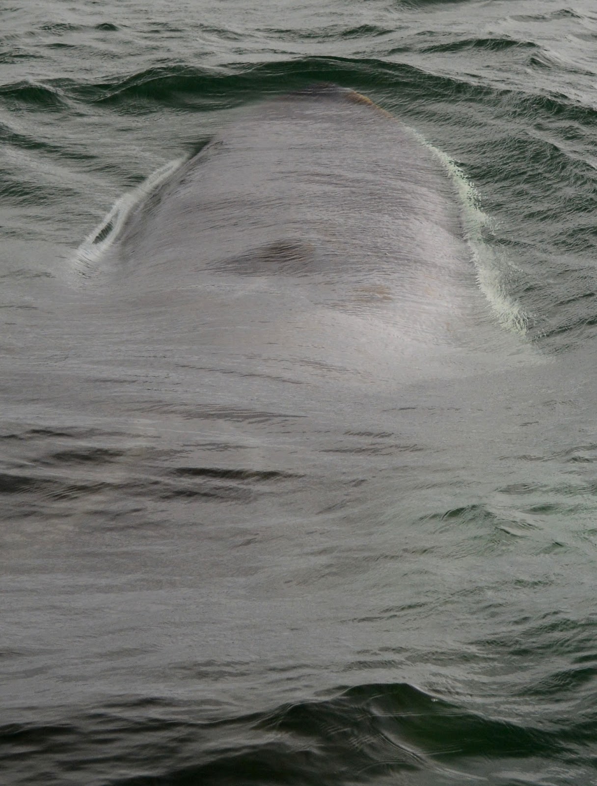 Quoddy Link Marine - Sightings and Updates: Fin whales, Fin whales ...
