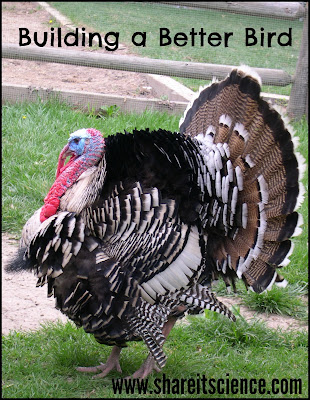 turkey science