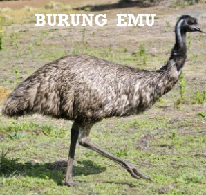 Anim Agro Technology Burung Emu Kenali Dia