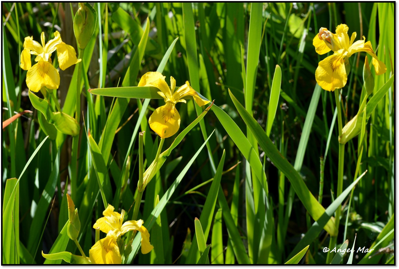 Flores y Bichos ***: Iris pseudacorus - Lirio de los pantanos en la  Serranía de Cuenca