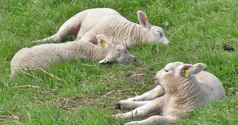 Merinos Koyunu Merinos Koyunu Merkezleri Merinos Yetiştiricileri