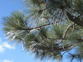 Ice-encrusted pine needles, Mt. Hamilton, San Jose, California
