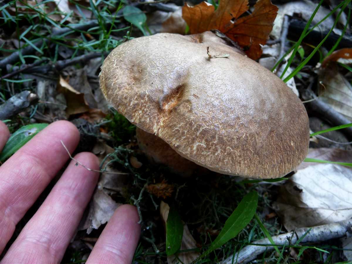 r o b i n 's y a r d Boletus (ΙΙ)