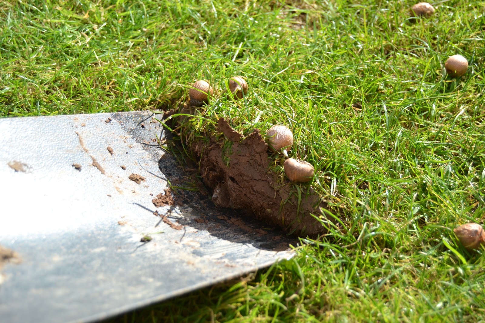 The beginner gardener Planting out Crocus bulbs