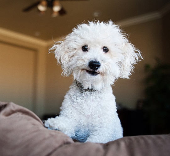 fluffy puppy walking poodle