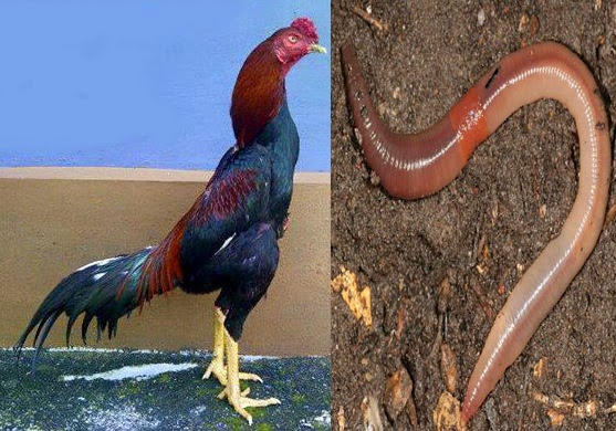 Cara Ampuh Mengobati Cacingan Pada Ayam