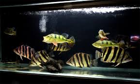 Dunia Air Langkah Awal Cara Membuat Aquarium