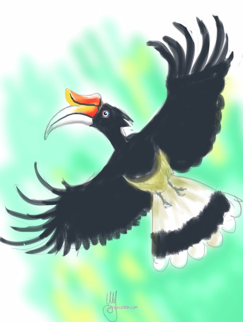 Rhinoceros hornbill sketch painting. Bird art drawing by illustrator Artmagenta