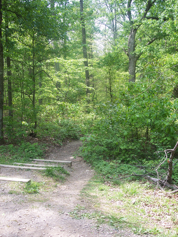 The Moon and the Willow Tree My first visit to Bernheim Arboretum And