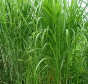 Cara Budidaya Rumput Gajah