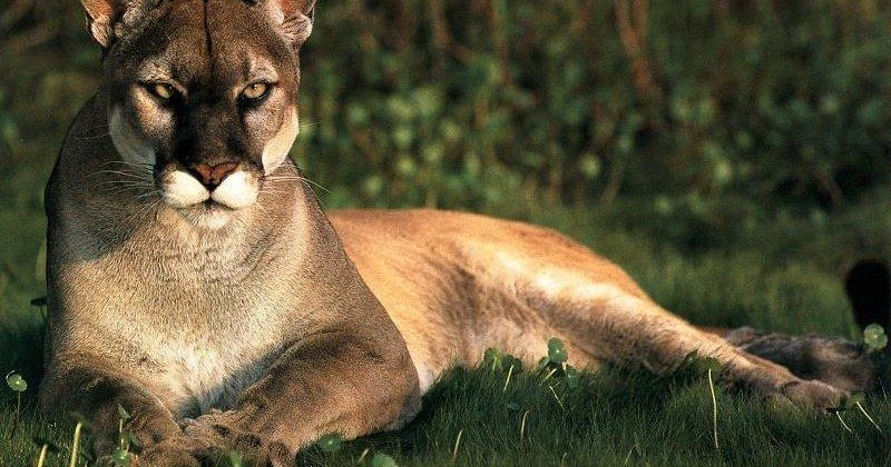 sonar con puma