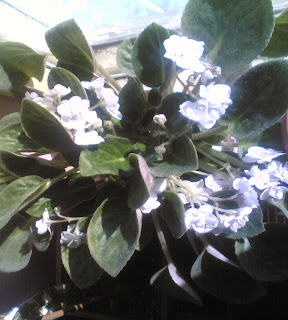 Violeta de parma floare decorativa de apartament,