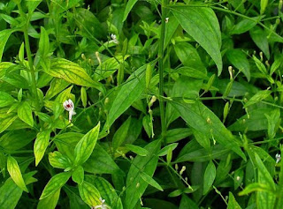 9 Obat Herbal Kencing Nanah Yang Aman & Ampuh 9 Obat Herbal Kencing Nanah Yang Aman & Ampuh