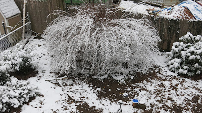 Mystery Birdie Bush, Friday, March 04, 2016, 7:58:01 AM