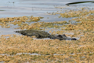 Alligator Jefferson Aleman