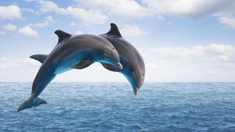Delfines, ballenas... la magia de los cetáceos