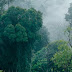 6 Hutan di Indonesia yang Terkenal Angker, Ceritanya Bikin Merinding