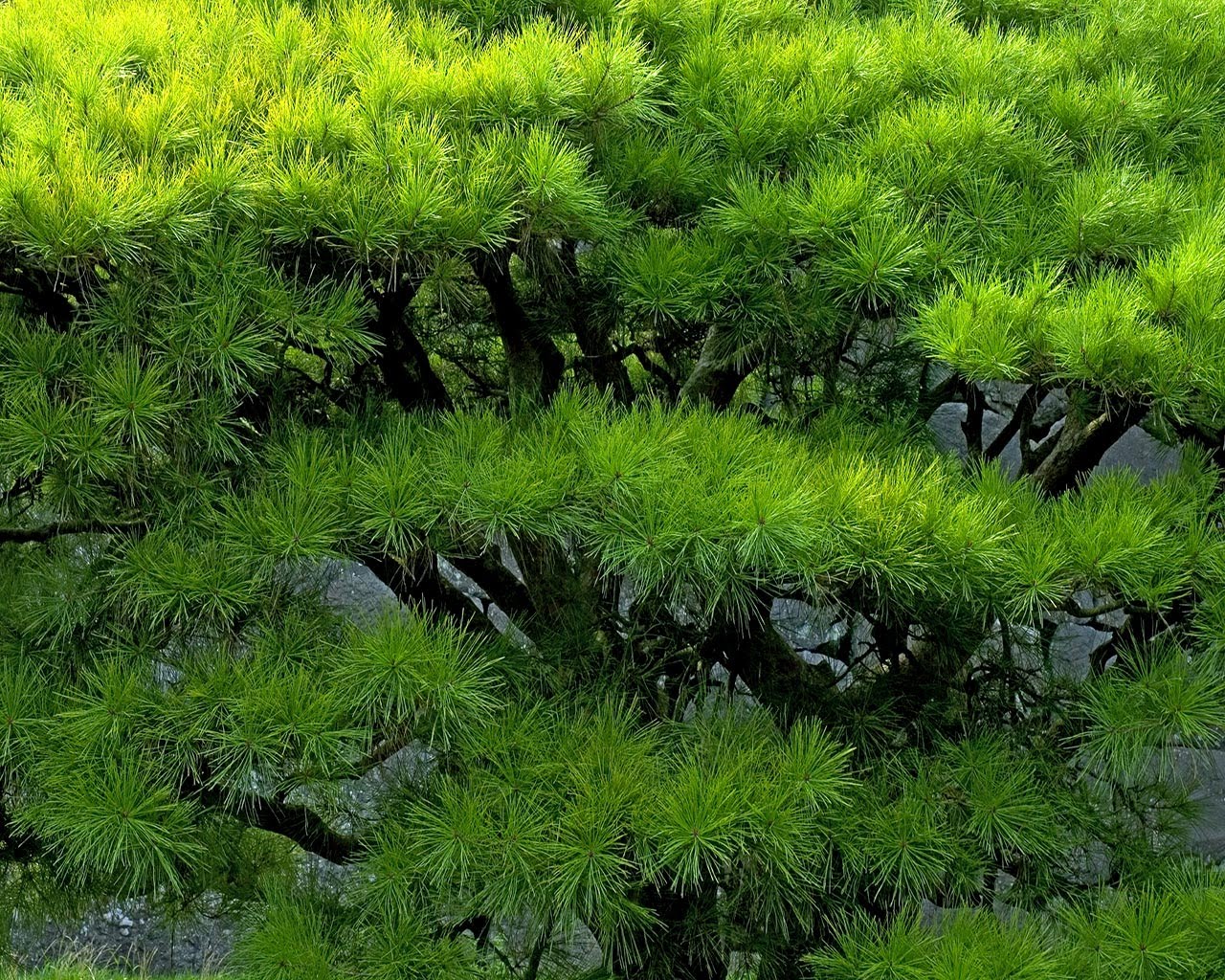 Japan: Green Nature Wallpapers Free for Desktop Backgrounds