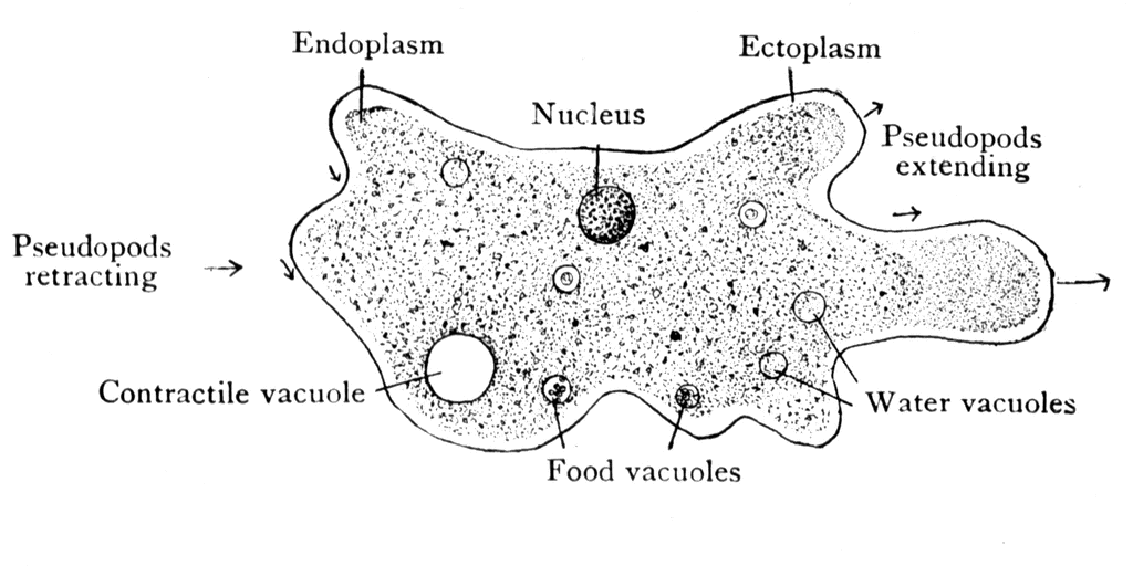 Biology A+: Gambar rajah tisu, Amoeba sp. dan Kulit