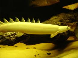 Beithir Fish Fish N Tips: Temperament - Fresh Water Fish