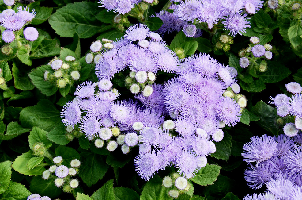 List of Floriculture Flowers World Agriculture