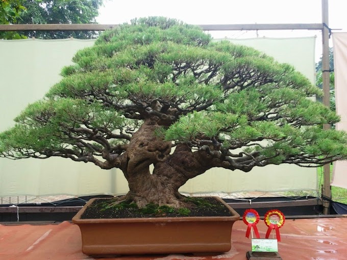 Cara Membuat Bonsai Cemara di Rumah