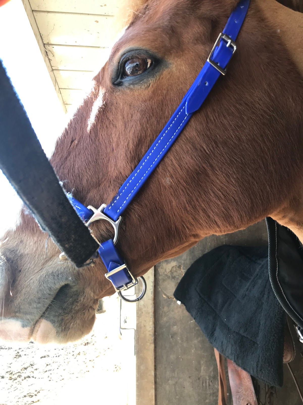 Two Horse Tack Review