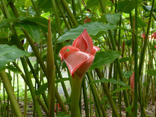 Etlingera elatior - Rose de porcelaine Etlingera elatior - Rose de porcelaine