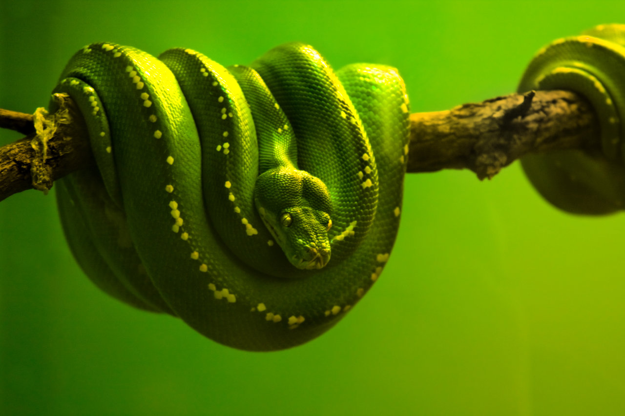 WildLife: GreenTree Python Whipsnade Danger Snak