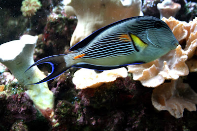 pez cirujano Acanthurus sohal pez cirujano Acanthurus sohal
