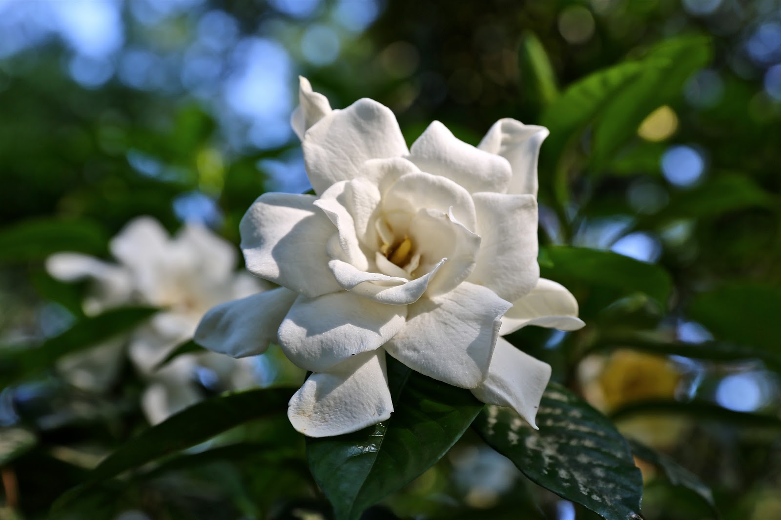 Sweet Southern Days: Gardenias In Bloom