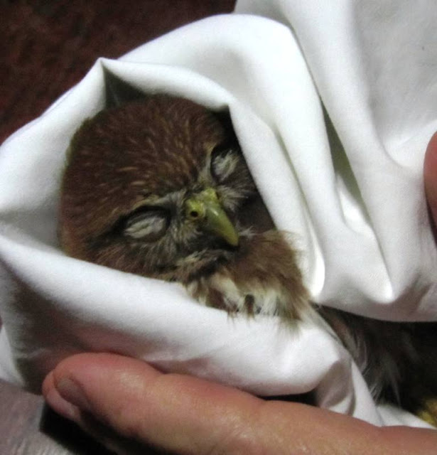 injured owl Nicaragua