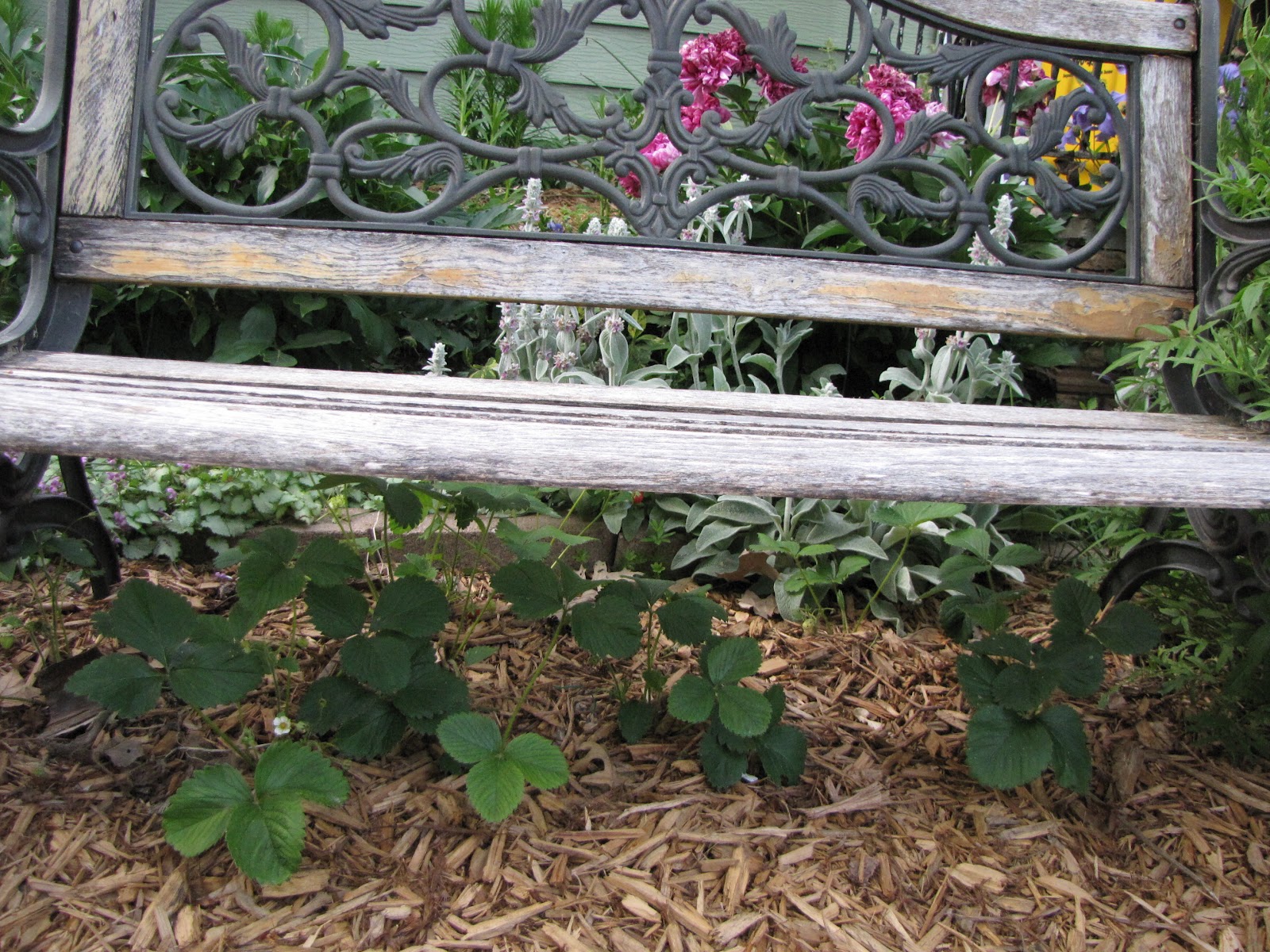 A Corner Garden: West Front Yard